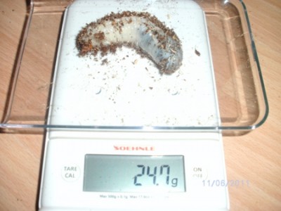 BILD0101.JPG