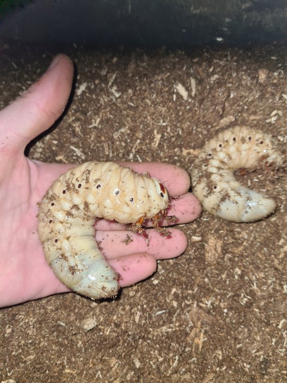 Topper! Heb zelf nu een dhl van 115 gram en een paar van 80/90 gram en en vrouw in pop fase. Ben benieuwd wat jouw resultaten gaan zijn. Ik kijk uit naar de volgende update ;)