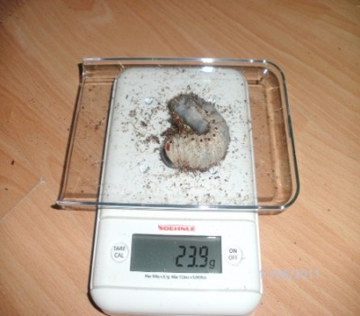 BILD0111.JPG
