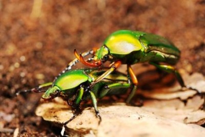 Eudicella woermanni m f - web.jpg
