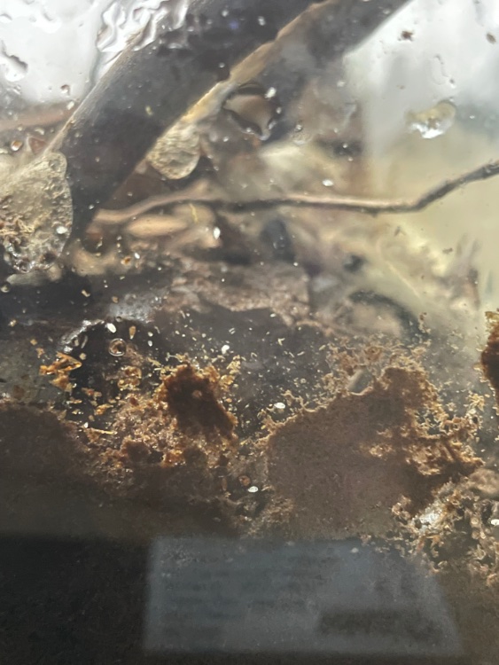 Hier zie je de beestjes misschien