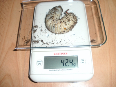 BILD0119.JPG