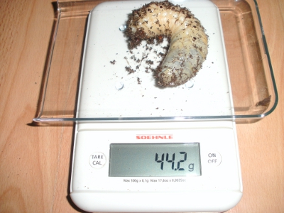 BILD0118.JPG