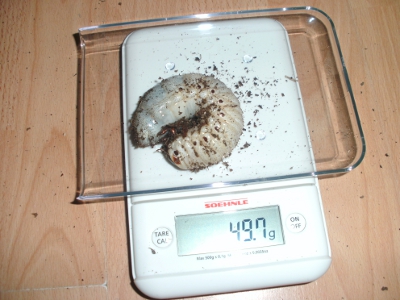 BILD0117.JPG