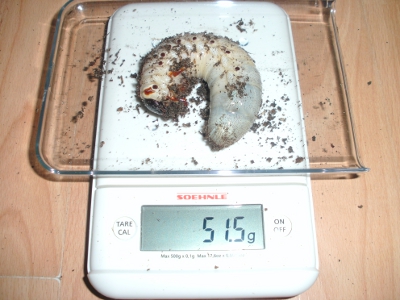 BILD0116.JPG