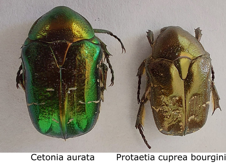 Cetonia vs Protaetia bovenkant.png
