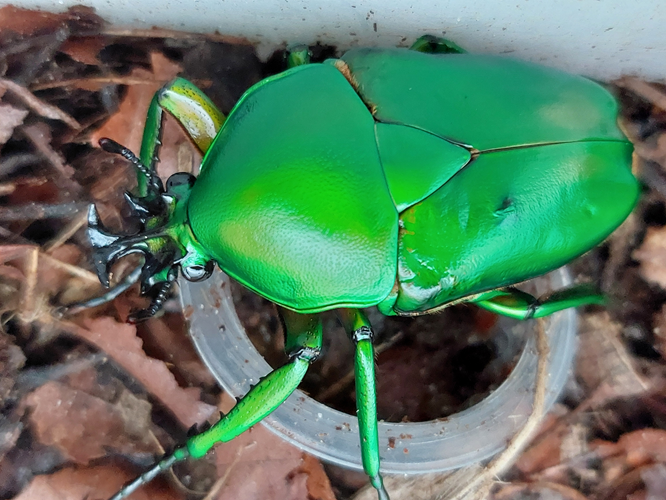 Dicronorrhina micans man 22-06-2025.png