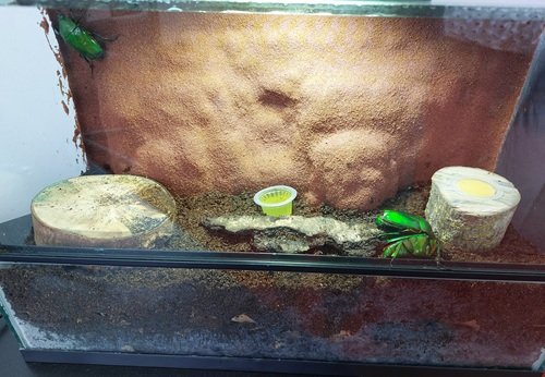 Dm in terrarium.jpg
