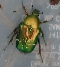 Cetonia aurata wildvang 2025.png