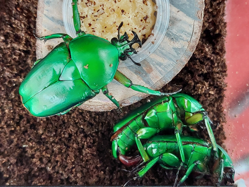 Dicronorhina micans parend juli 2025.png