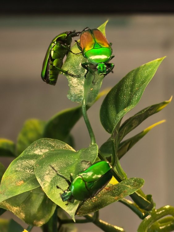 C.A.A. met een haast rode gloed