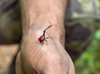 giraffe_beetle.jpg