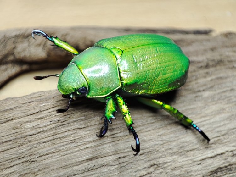 Chrysina woodii.jpg