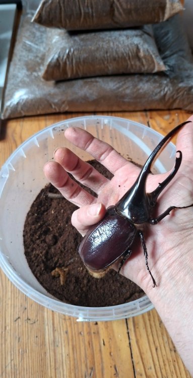 Dynastes hercules lichyi.jpg