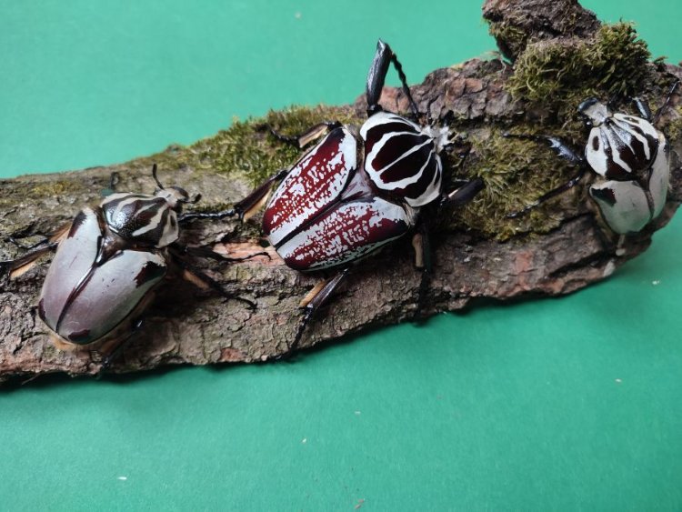 Goliathus goliathus.jpg