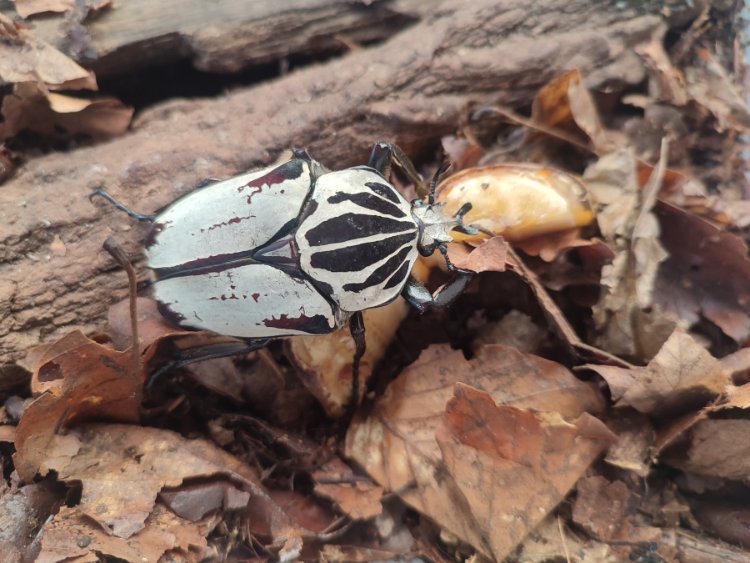 Goliathus goliathus1.jpg