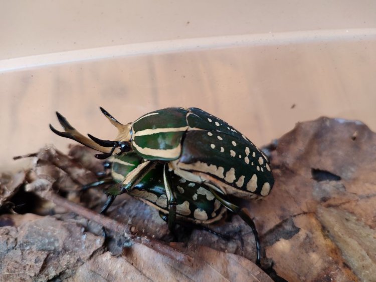 Mecynorhina polyphemus confluens.jpg