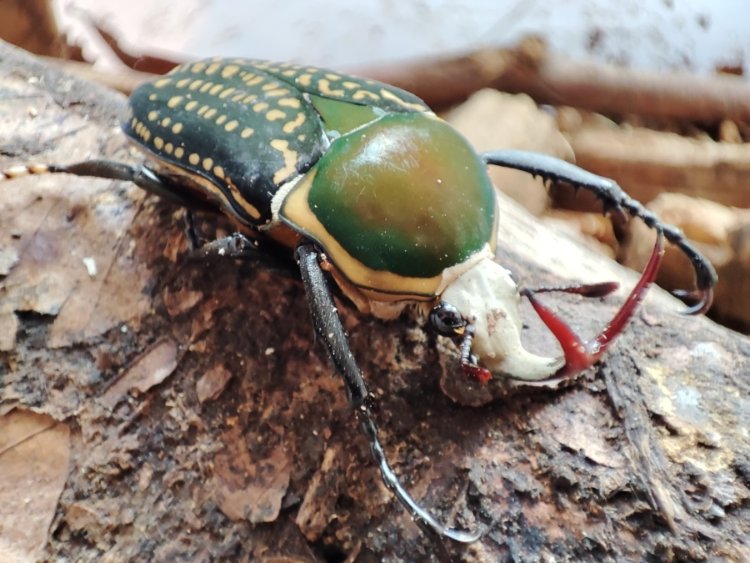 Megalorhina harrisi eximia.jpg