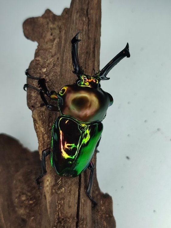 Phalacrognathus muelleri.jpg