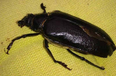 IMAG0293-1.jpg