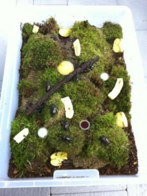 XLL box with beetles.jpg