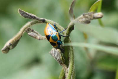 Beetle.jpg